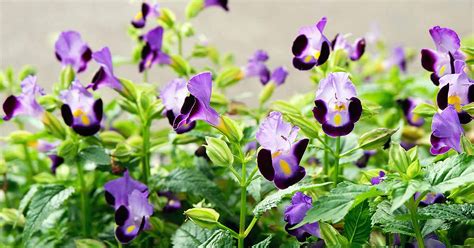 How to Grow and Care for Torenia (Wishbone) Flowers | Gardener’s Path