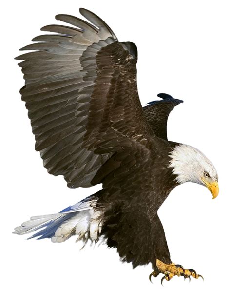 Bald Eagle Clip art - golden eagle png download - 877*1119 - Free Transparent Eagle png Download ...