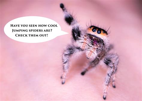 Handling your Jumping spider | Spooder Nest