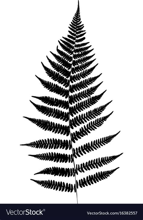 Fern leaf silhouette Royalty Free Vector Image