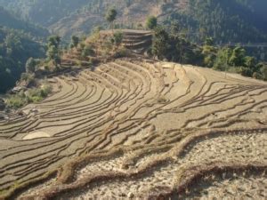 4 Organizations Supporting Agriculture in Nepal - The Borgen Project