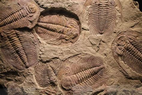 9 Different Types of Fossils