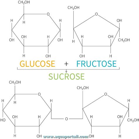 Fructose : définition et explications