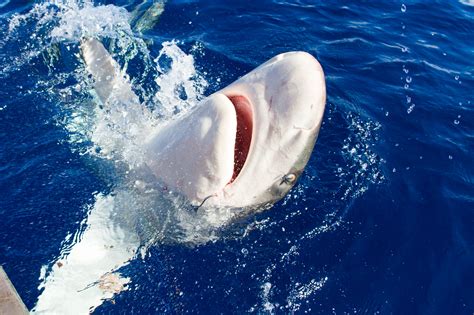 Swim with Sharks in the Open Ocean - Active Oahu