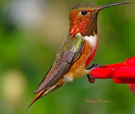 Hummingbird species, with common names, sizes, scientific names and photos