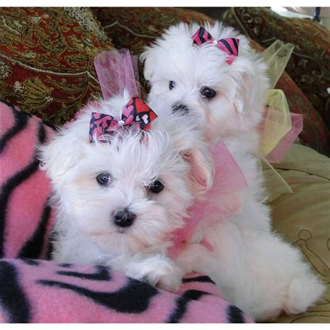 Ubokia: Maltese puppies For Adoption i have nice baby face | Teacup ...