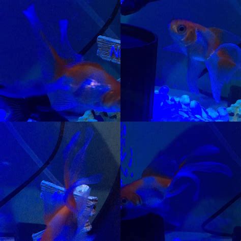 Recently bought a fantail fish for my tank. Chose him because of the extra fan on his tail and ...