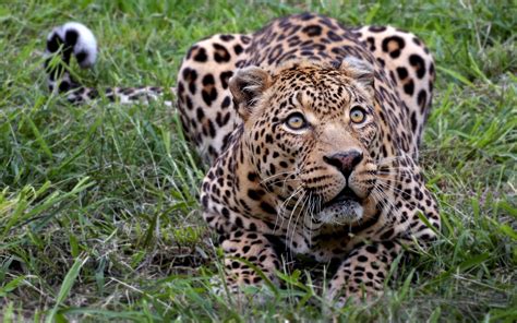 Download Animal Leopard HD Wallpaper