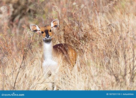 Bushbuck Hiding From Predators On Savanna Stock Photo | CartoonDealer.com #21628266