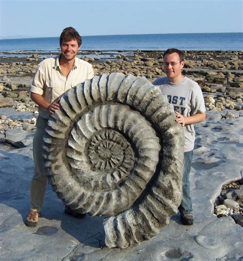 Giant Ammonite Fossils | Fossils, Prehistoric animals, Fossil