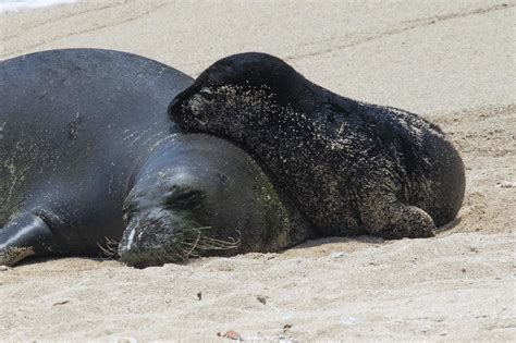 Swimmer injured by Hawaiian monk seal with pup in Waikiki | AP News