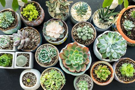 Different Types Of Succulents Plants