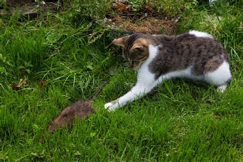 Young Cat is Fighting with a Rat. Stock Image - Image of life, bold: 113778505