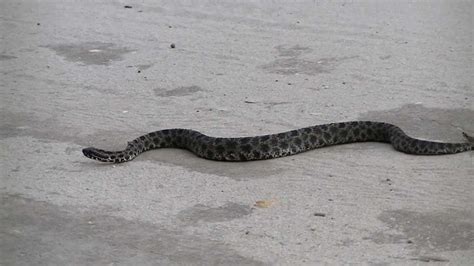 Pygmy Rattlesnake in North Florida - YouTube