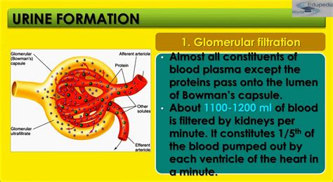 Top 174+ Urine formation animation - Merkantilaklubben.org