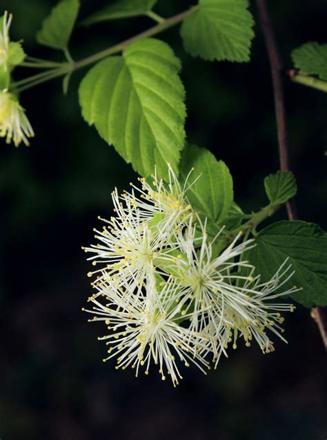 22 best Native Alabama Wildflowers images on Pinterest | Wildflowers ...