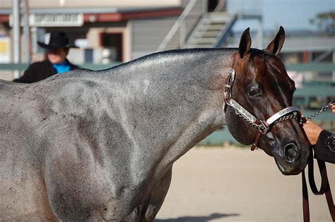 "Blue roan Quarter Horse Stallion" by Greenacres | Redbubble