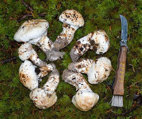 Matsutake - World Crops Database