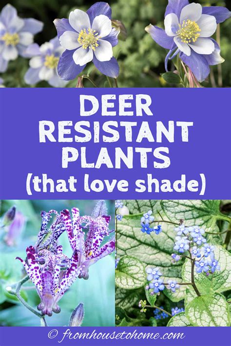 Deer Resistant Shade Plants (15 Beautiful Perennials And Shrubs That ...