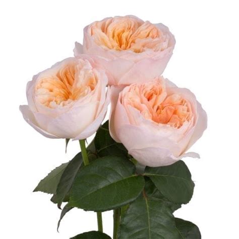 Juliet Garden Roses - Florabundance Wholesale Flowers