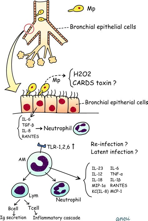 Mycoplasma pneumoniae infection: Basics - Saraya - 2017 - Journal of ...