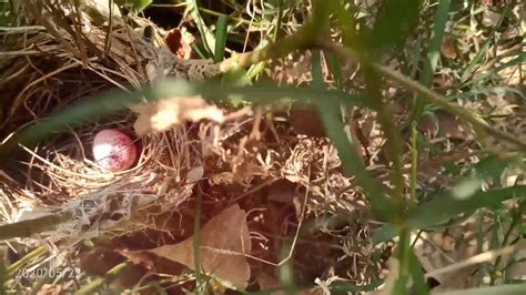 Red whiskered bulbul nest with egg 🥰😀😀😁 - YouTube