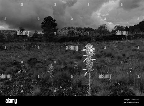 black and white photography of a flowering stalk in volcanic landscape ...