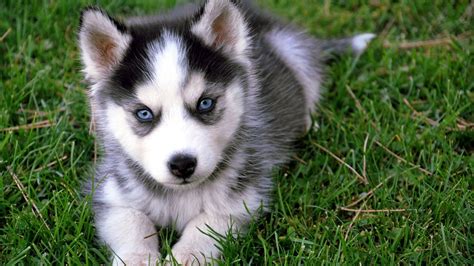 Grey and white Siberian husky puppy, animals, dog, Siberian Husky HD ...