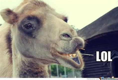 Hump Day Camel Know Your Meme / The awkward moment when you see dogs climbing each other we have ...