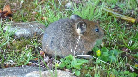 Wildlife in the Mount Everest Region | HoneyGuide