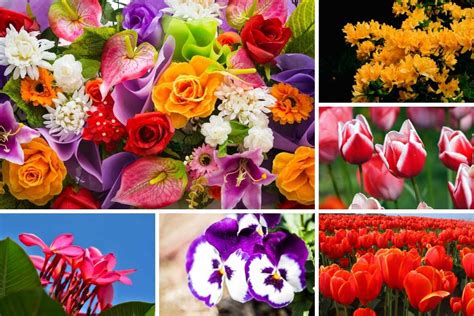 Top 999+ different flowers images – Amazing Collection different ...