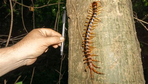 A Giant Centipede That Lurks In The Amazon Is A Bat-Hunting Specialist | IFLScience