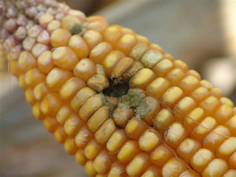 Ear and Stalk Rot Diseases Becoming More Common in Corn Fields | CropWatch | University of ...