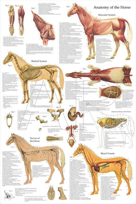 Horse Equine Anatomy Veterinary Poster 24 X 36 Wall Chart