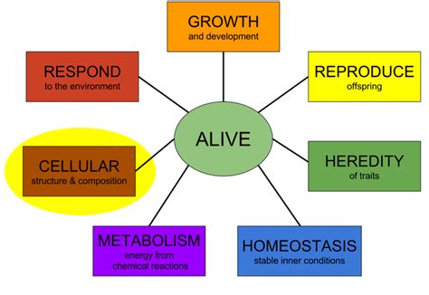 Made of Cells — Characteristics of Life - Expii