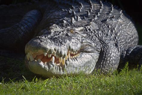 Estuarine Crocodile | Perth Zoo