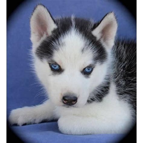 Cute Puppy Dogs: Siberian Husky Puppies With Blue Eyes