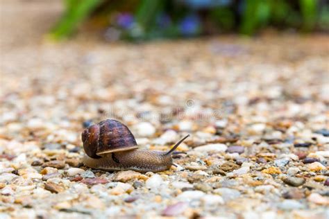 Common Garden Snail stock image. Image of path, mollusc - 48798391