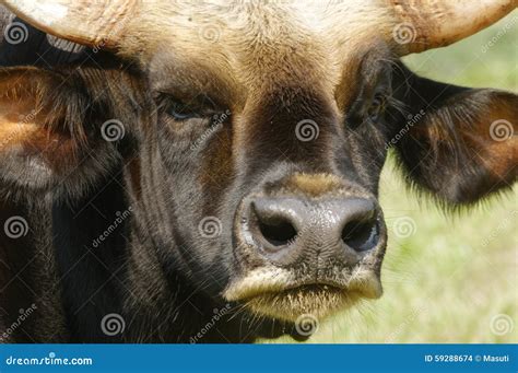 Malayan Gaur stock photo. Image of mature, animal, boss - 59288674