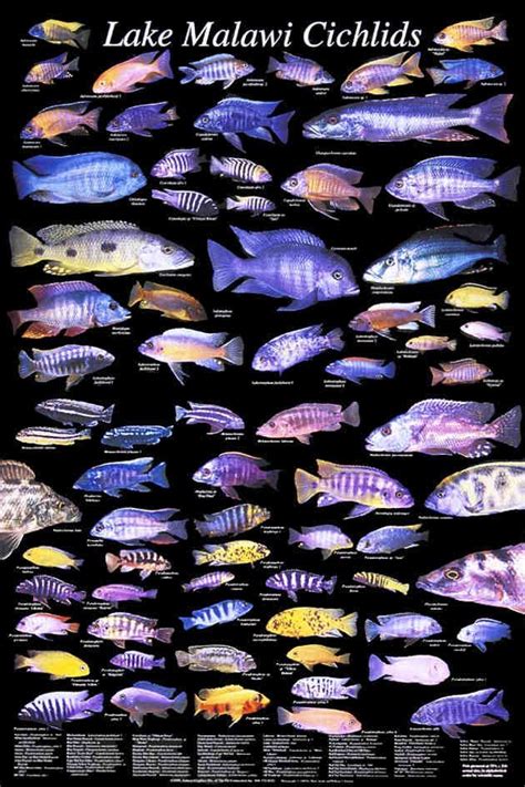 Lake Malawi Cichlids. … | Cichlid aquarium, Cichlids, Lake malawi cichlids