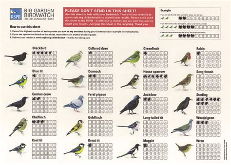 MIDMARSH JOTTINGS: RSPB Big Garden Birdwatch