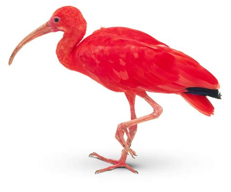 Scarlet Ibis Bird Facts For Kids | DK Find Out