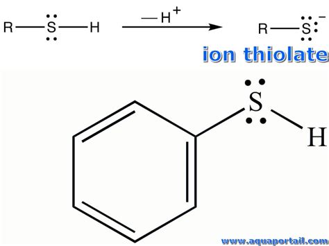 Thiolate : définition et explications