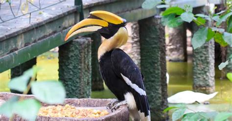 Great Hornbill Behavior - AnimalBehaviorCorner