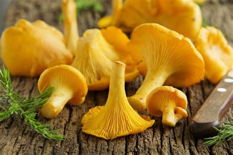 Fresh Golden Chanterelle Mushrooms - priced per pound