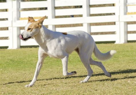 30 Herding Dog Breeds: Canines Who Love Corralling Livestock!