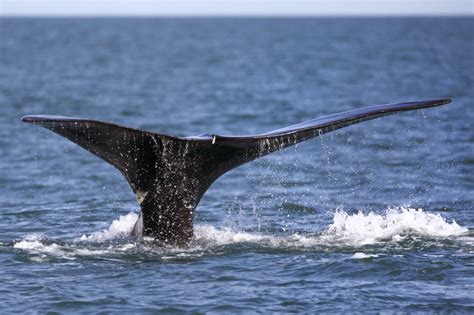 Environmentalists can continue with suit to protect whales - The Columbian