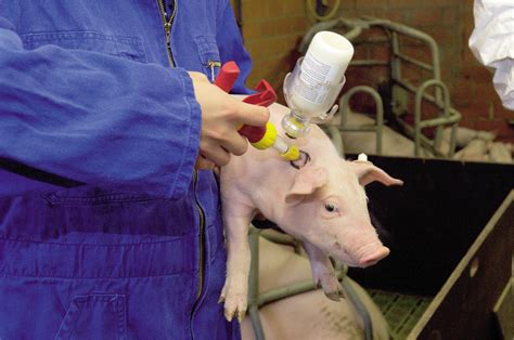 INJECTING PIGS | Preventionworks.info