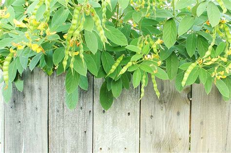 How to Plant and Grow Pigeon Peas | Gardener’s Path