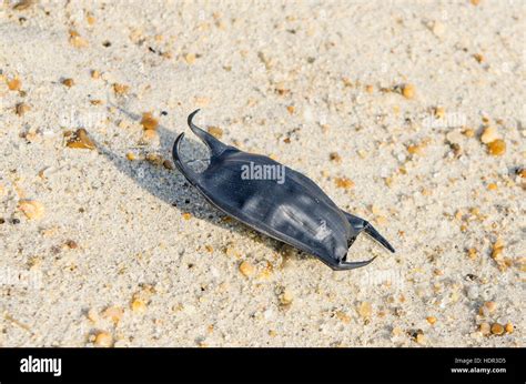 Shark egg case (Chondrichthyes) "mermaids purse" on beach near Kitty Hawk, Outer Banks, North ...